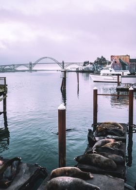 Oregon Coast Sea Lions