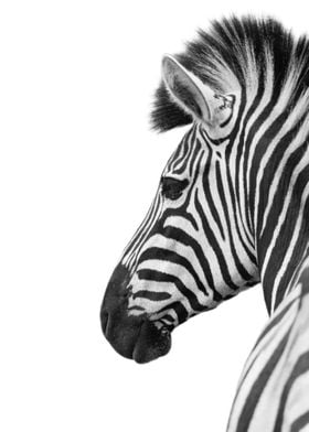 Funny Zebra Animals