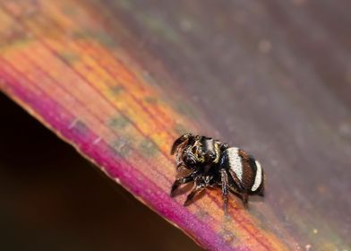 Jumping spider