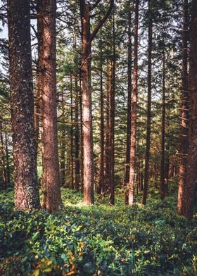 Oregon Coast Forest Photo