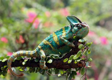 Chameleon