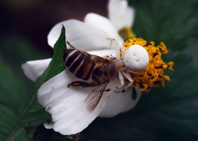 Spiders and bees