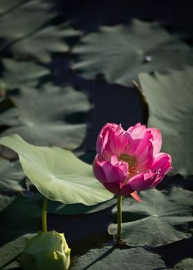 Light and shadow lotus