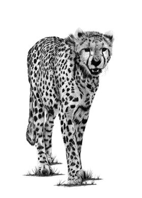 Cheetah