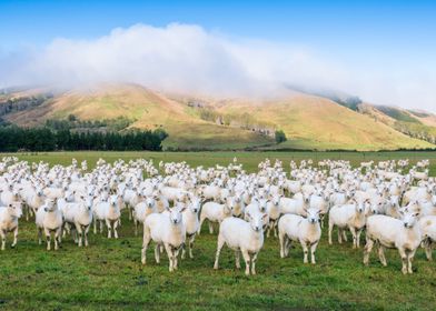 Flock of sheep looking