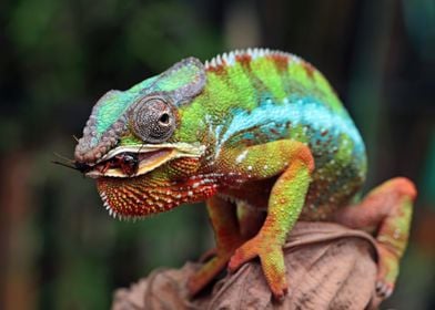 Chameleon