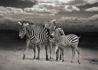 Zebras Nature Africa Wild