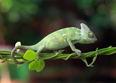 Chameleon