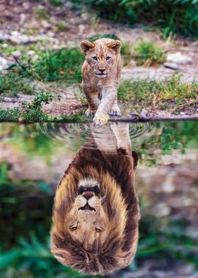 Lion Cub Water Reflection