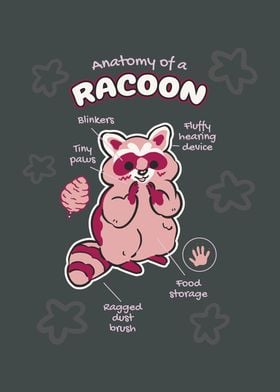 Anatomy of a Racoon