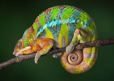 Chameleon