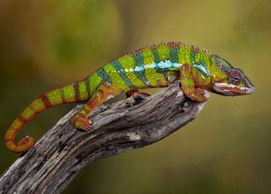 Chameleon