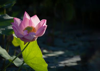 Light and shadow lotus