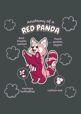 Anatomy of a Red Panda