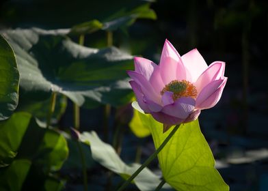 Light and shadow lotus