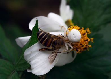 Spiders and bees