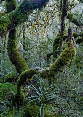 Mossy green rainforest NZ