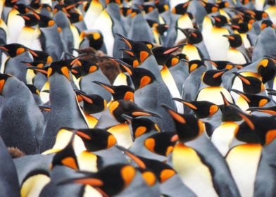 Penguins