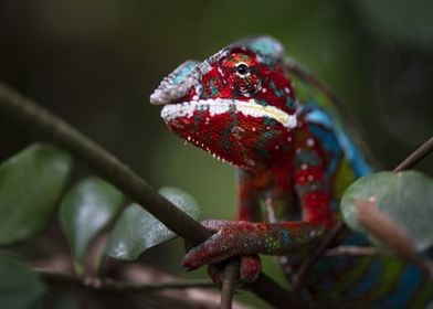 Chameleon