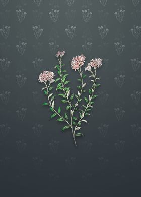 Dr Gills Selago Flower