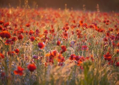 Flowers field