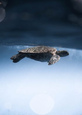 sea baby turtle