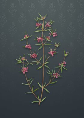 Vintage Heath Mirbelia