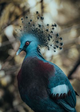 cyan pheasant