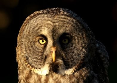 Great gray owl close up