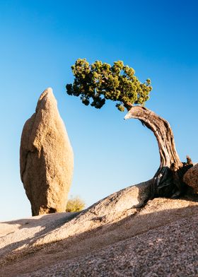 The Tree and the Rock