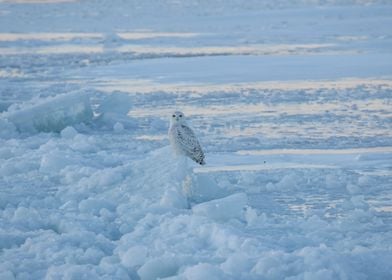 Snowy owl on ice