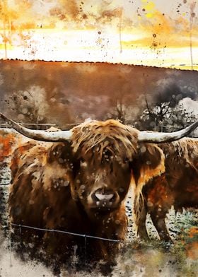 Highland Cows at Sunset