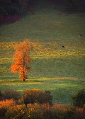 Fiery autumn tree