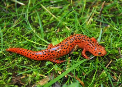 SALAMANDER orange