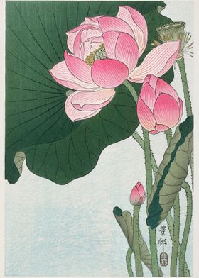 Blooming lotus flowers