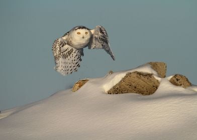 Snowy owl goddess