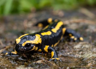 SALAMANDER dot