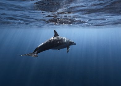 dolphin in sea