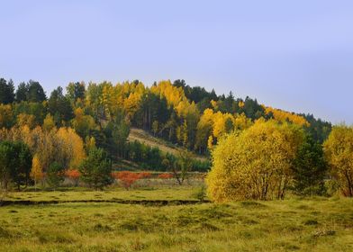 Autumn forest on a hill