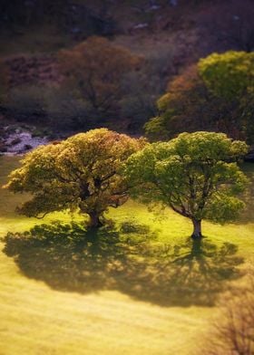 Scenic trees from above