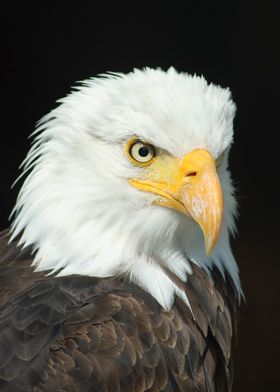 animal face Eagle