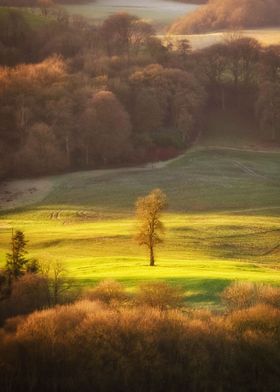 Lonely tree at the dawn