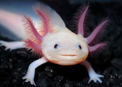 axolotl