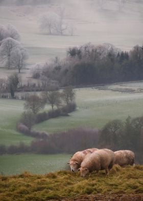 Irish sheep