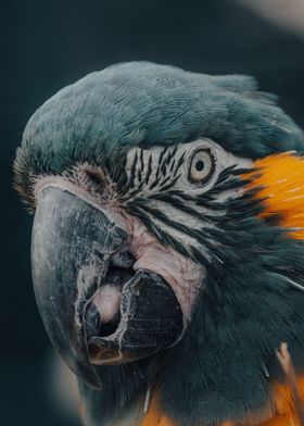 animal face parrot cute