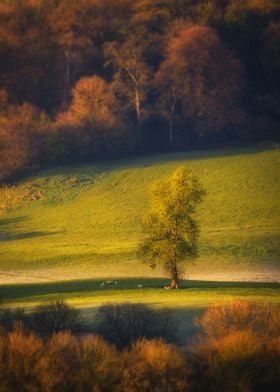 Scenic lonely tree