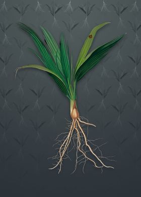 Vintage Date Palm Tree