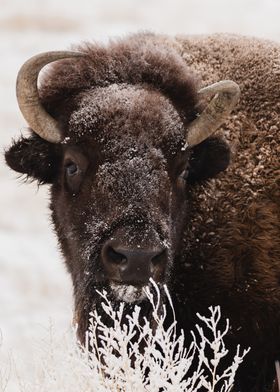 animal face bull snow