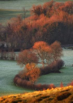 Trees in golden autumn