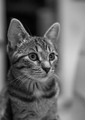 Kitten in Black and White